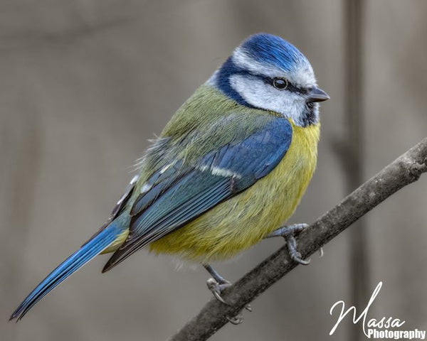 Blue Tit by Matt Wells