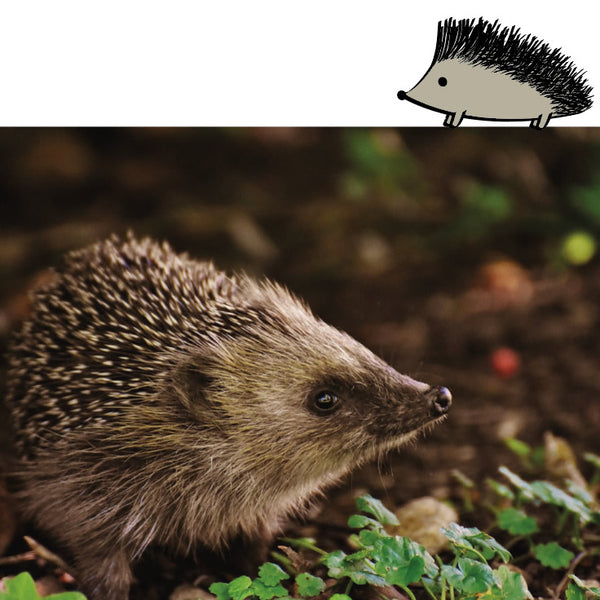 Hedgehog Awareness Day