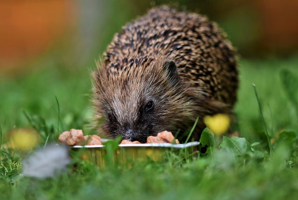 Hedgehog eating in garden