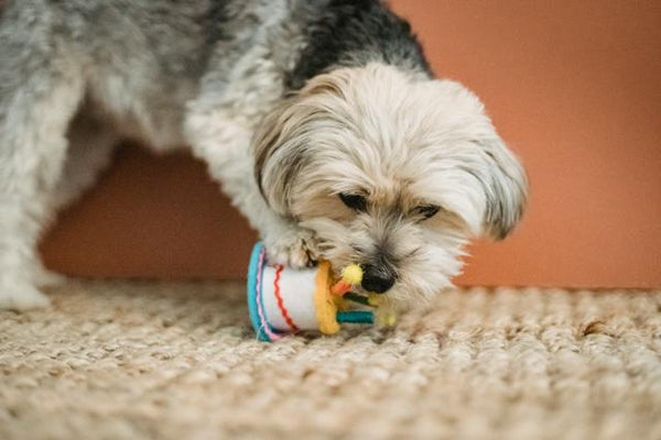 Cute dog with toy