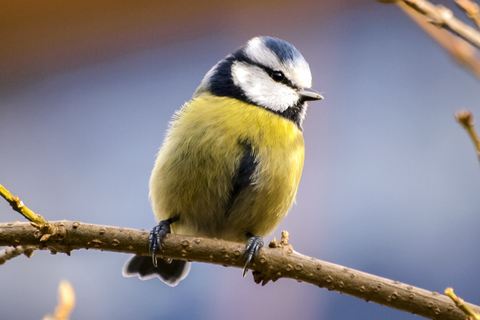 Blue Tit bird