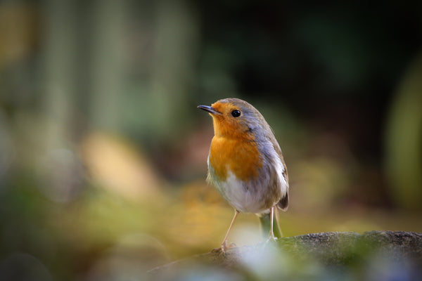 When robins appear facts and folklore about Britain's best