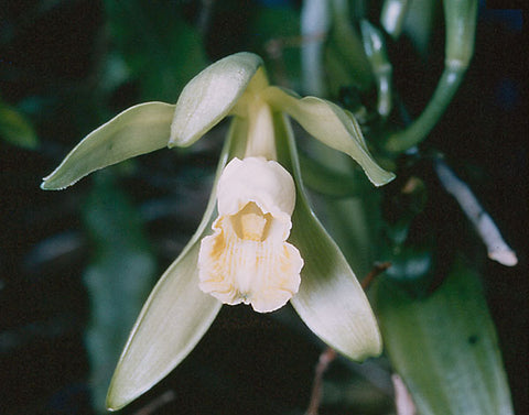 Vanilla Orchid used in perfume