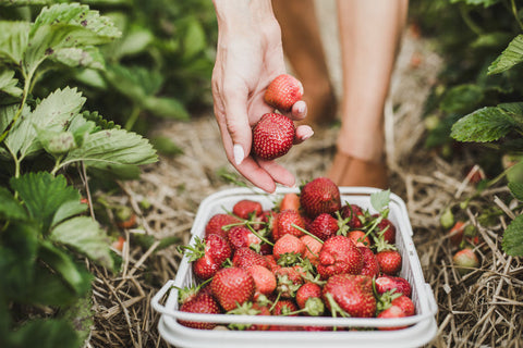 ic: When only the freshest, handpicked strawberries will do