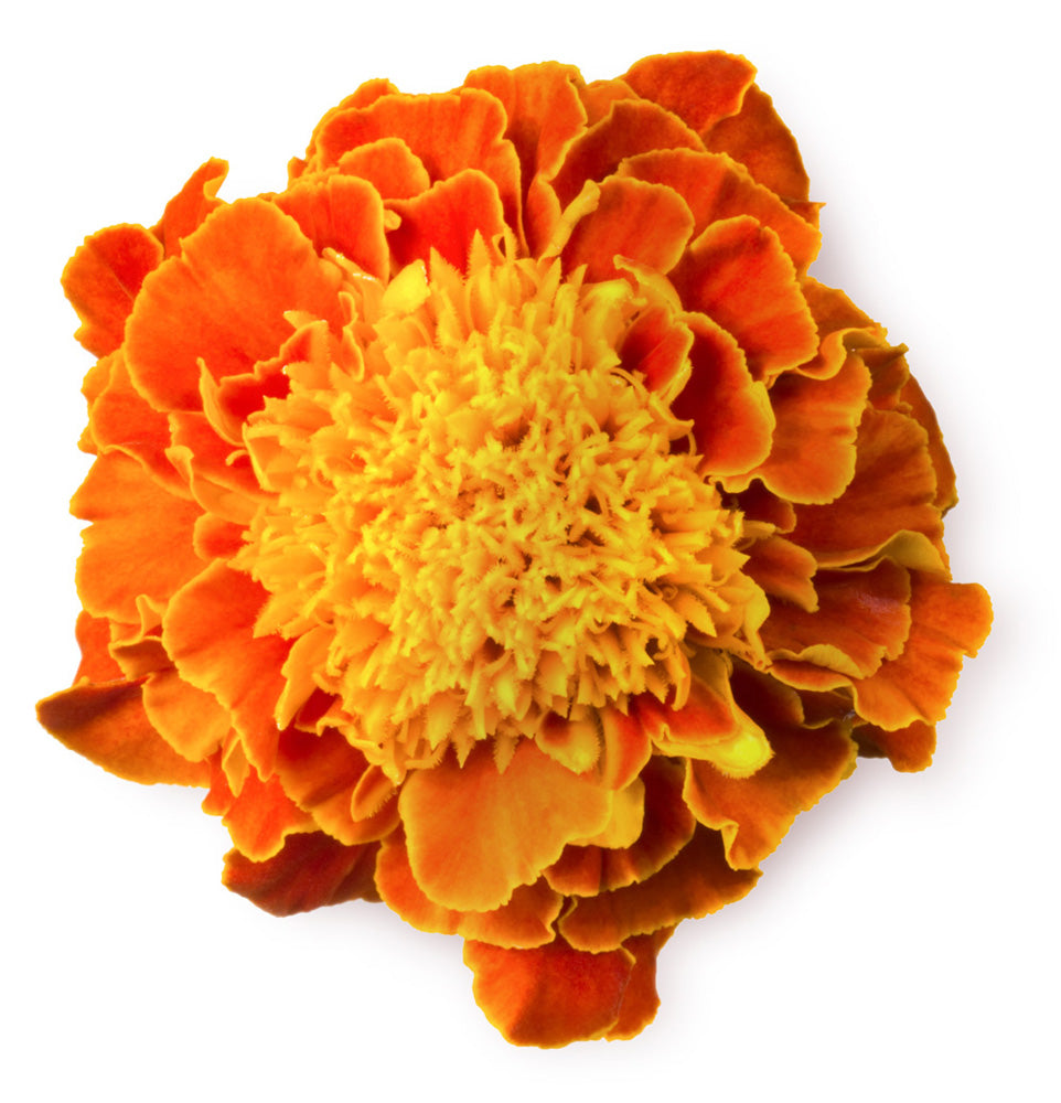 Marigold Flower Extract | Lush Fresh Handmade Cosmetics Philippines