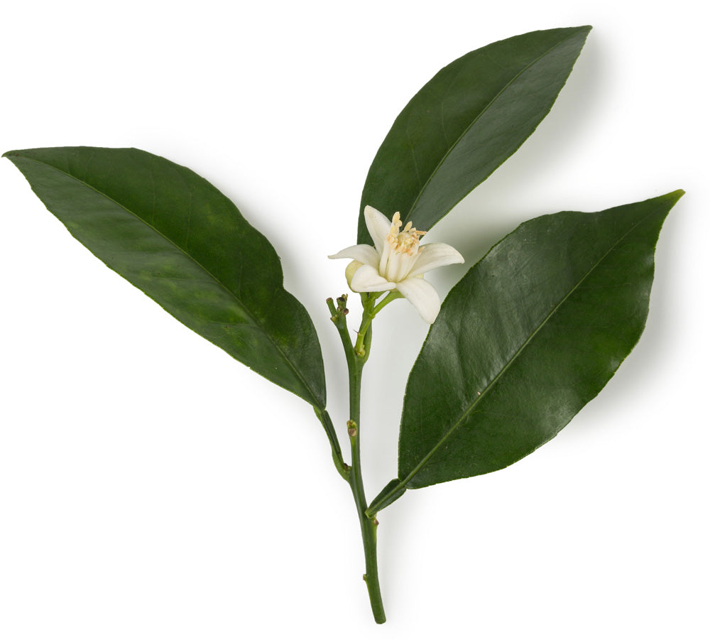 Neroli absolute