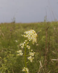 Tall Grass Prairie