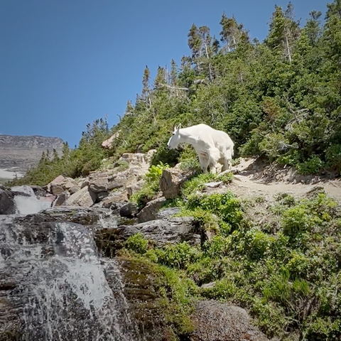 Mountain Goat in Montana