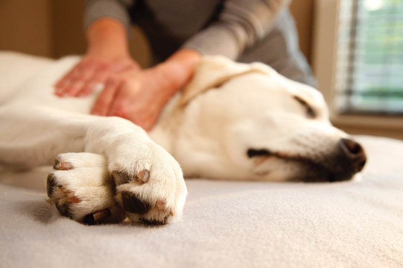 do dogs like paw massage