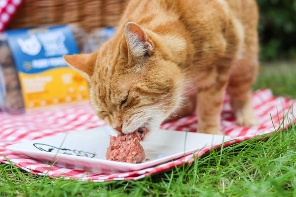 A ginger cat is leaning down and eating a meatball of cat food off a white plate.