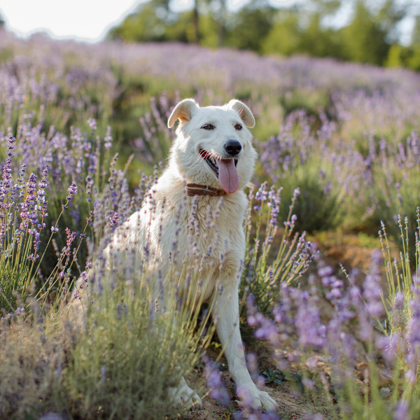 A dog sits in a field surrounded by lavender 