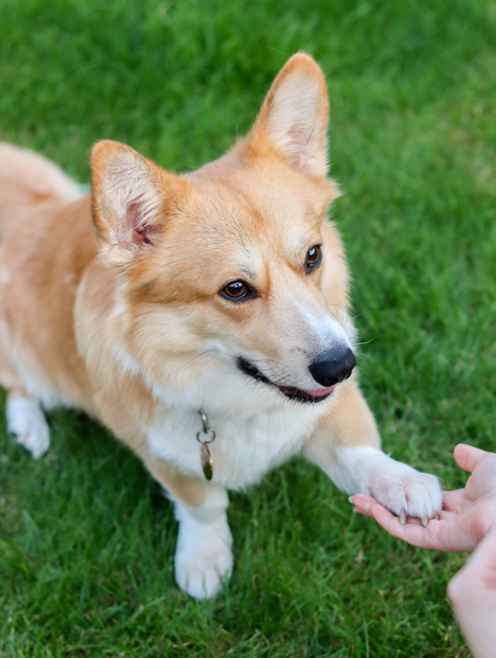 why do dogs touch you with their paws