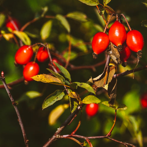 Hedrow power with botanical berries like Rosehips