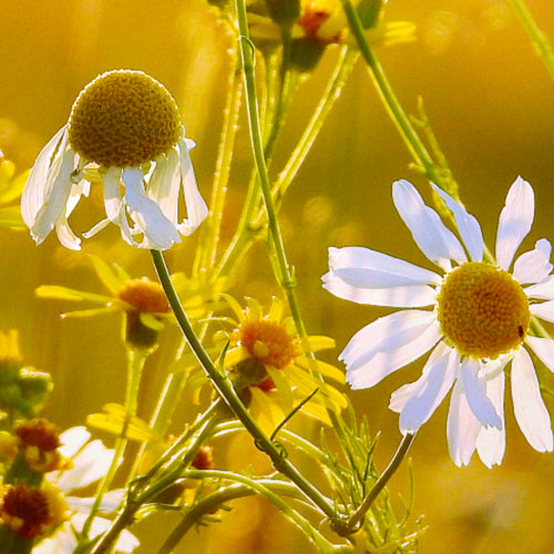 Essentials Herbs of Chamomile for Calming Properties