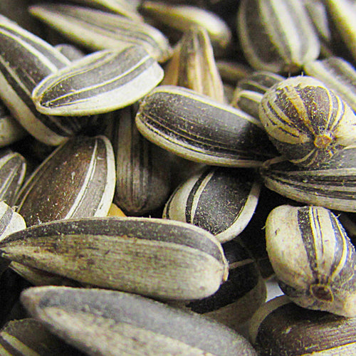 Little Powerhouses not to be underestimated... like Sunflower Seeds