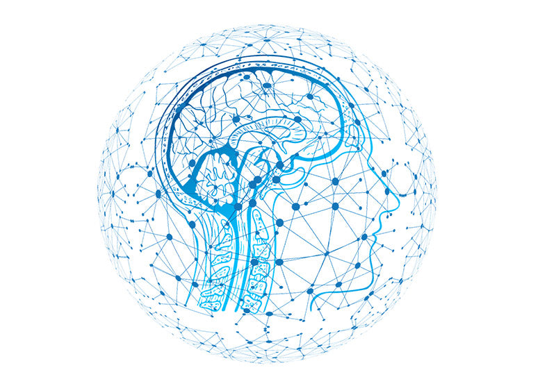 Neural connections in the brain