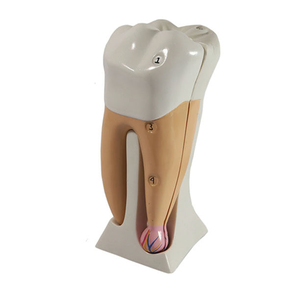Cemento Dental para Uso Quirúrgico de Óxido de Zinc con Endurecedor y  Eugenol Con Gotero de Plástico Medental. ¡Compra en nuestra E-Shop y recibe  en