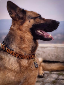 Genuine Leather Dog Collar: Diana Collar