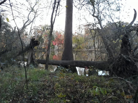 Waccamaw Wildlife Refuge Camp Site