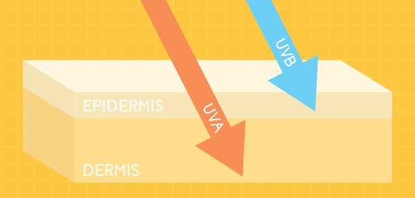 Sun on skin | UVA & UVB Rays | DERMABELL