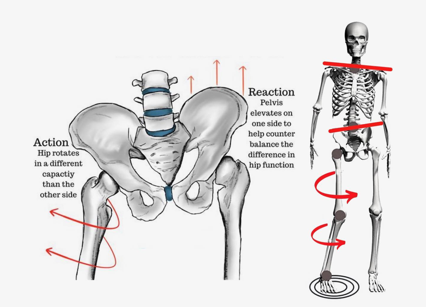 The Surprising Cause of Tight Hip Flexors (and How to Fix It) – Shop -  Posturepro