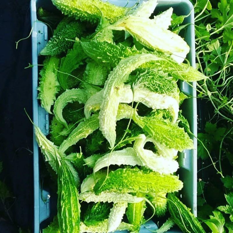 Bitter Melon produced on Gopal Farm in New Paltz NY