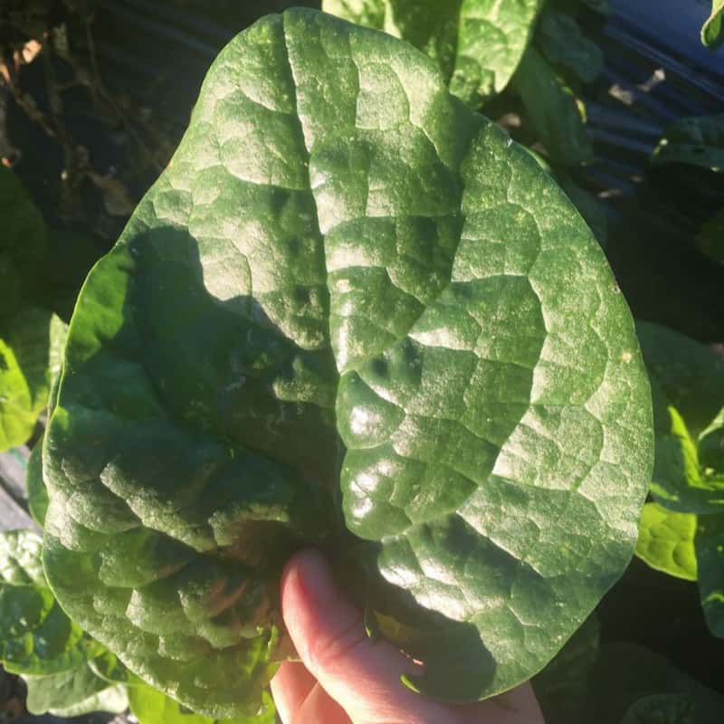 Malabar Spinach Pui Saag Gopal Farm