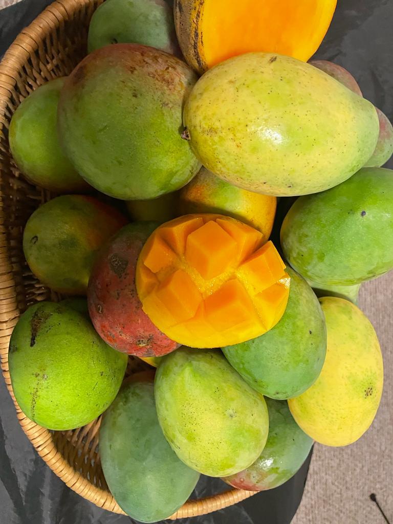 South Florida Mangoes – USDA Organic - Gopal Farm