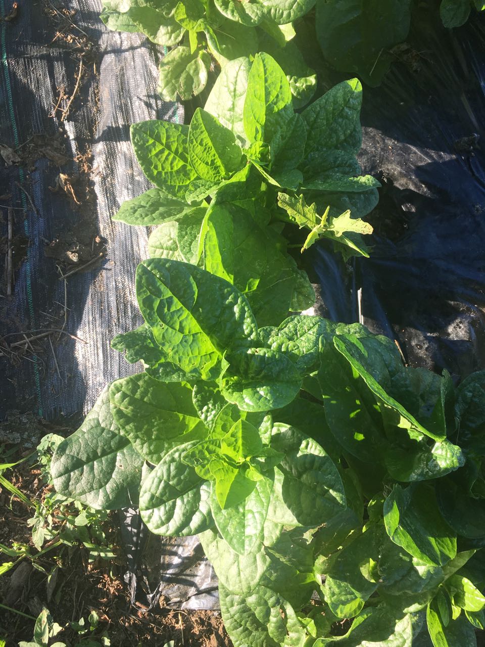 Malabar Spinach Pui Saag Gopal Farm