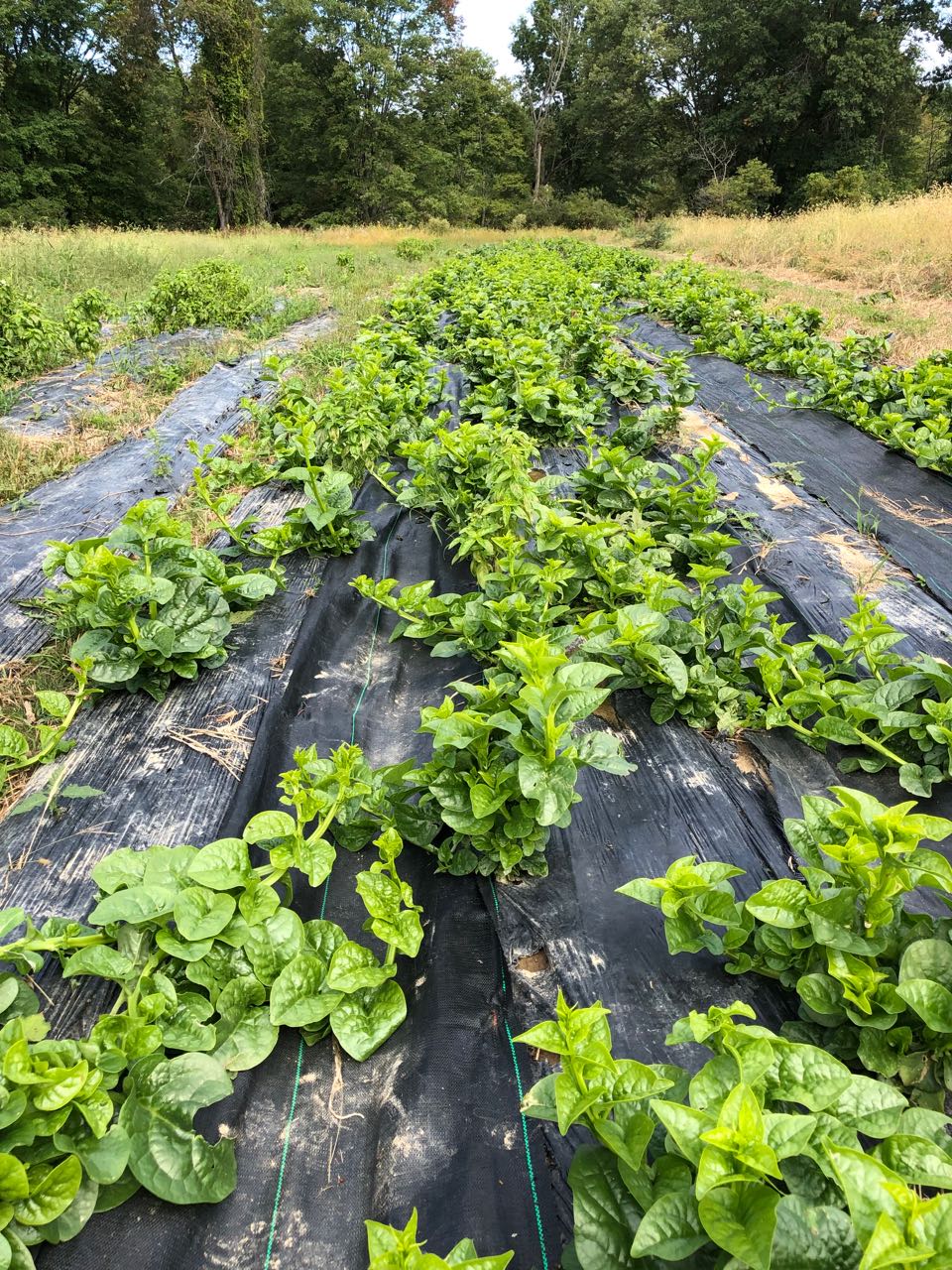 Malabar Spinach Pui Saag Gopal Farm