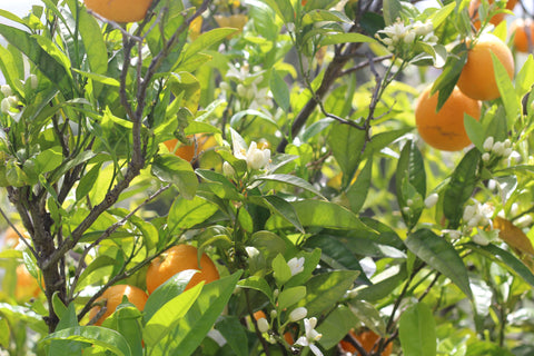 andaluz skincare orange trees flowers organic essential oil 