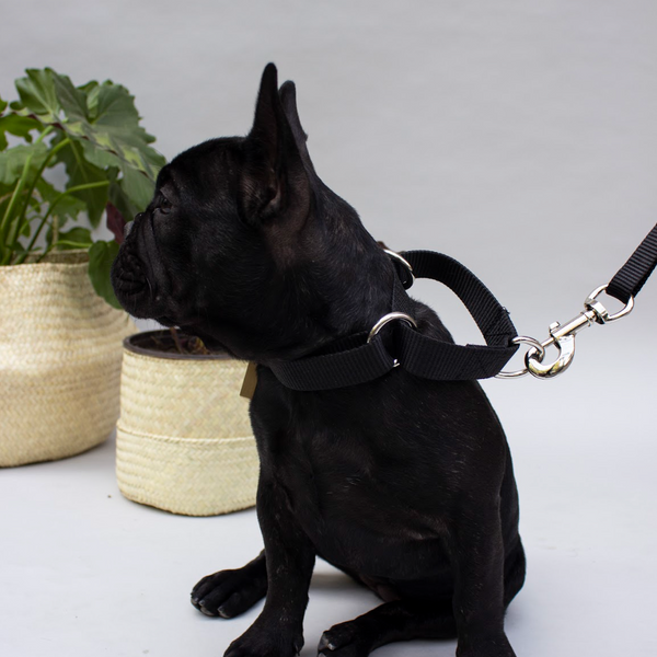 bulldog llevando un collar martingale negros y correa negra