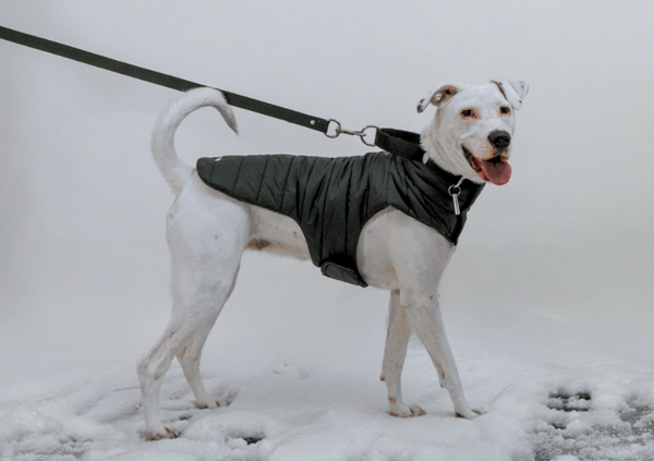 Perro caminando en la nieve con su chaleco, collar martingale y correa