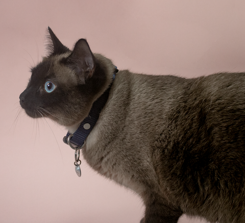 gato siamese de perfil con collar y placa
