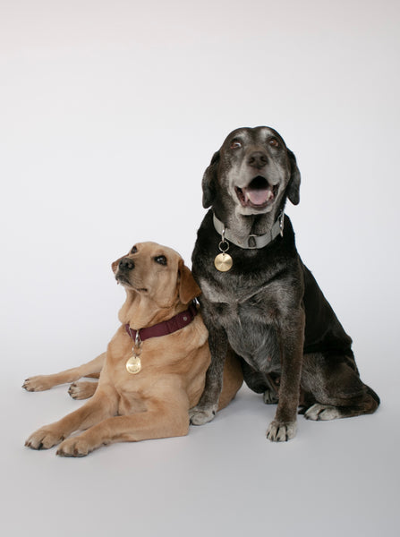 Dos perros mestizos llevando collar martingale EPIC Pets