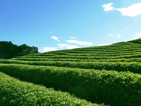 シェーブルチーズケーキ煎茶の1等茶葉イメージ