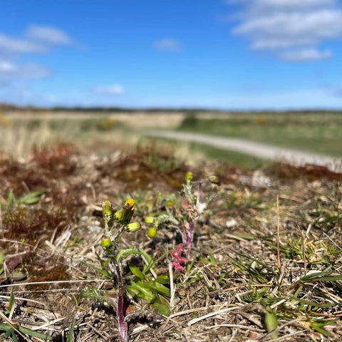 Culloden Moor, Scotland