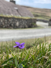 Gearrannan Blackhouse Village, Scotland