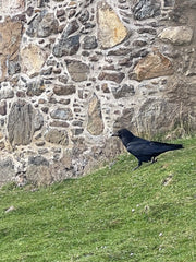 Scotland, Highlands, Crow