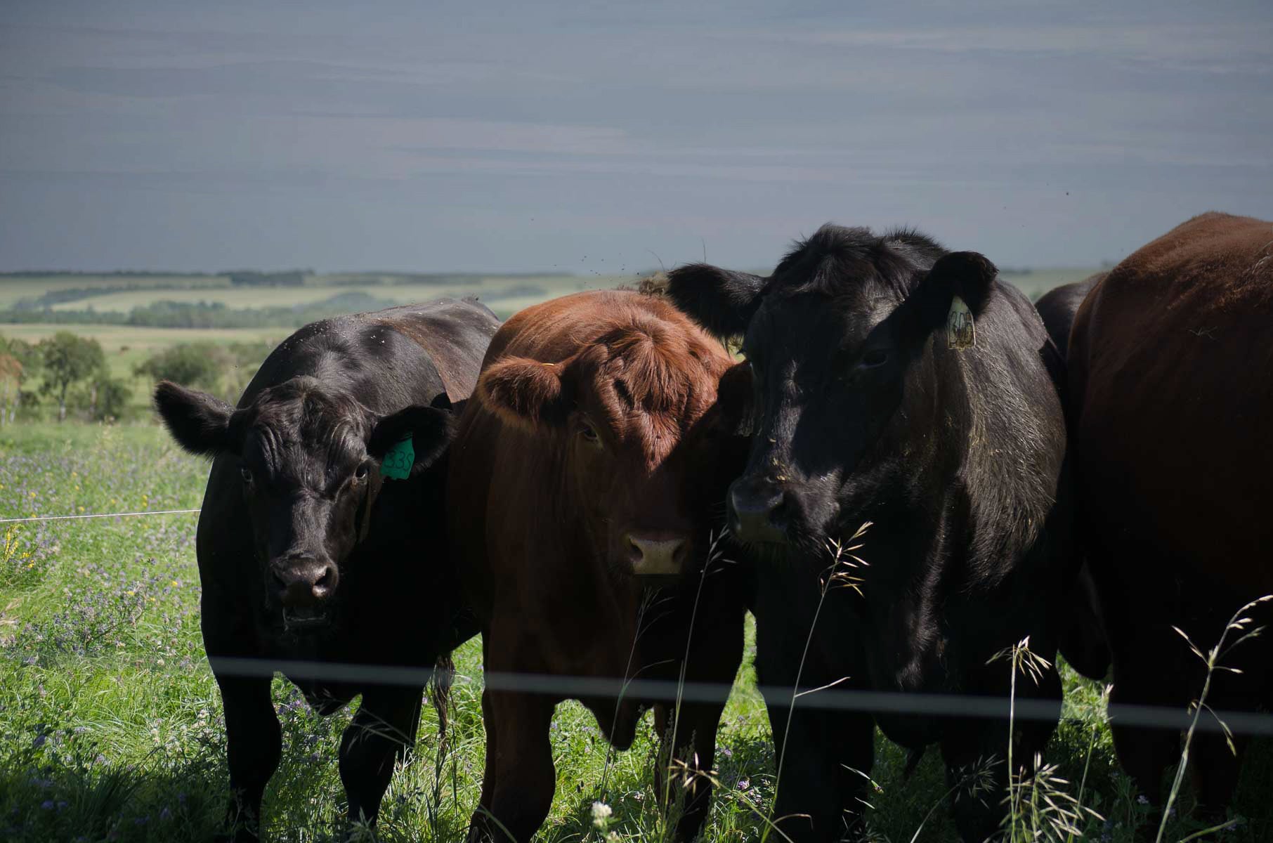 prairie ranchers cows