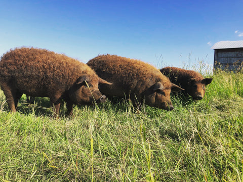 Eh Farms Mangalitsa pigs in a field