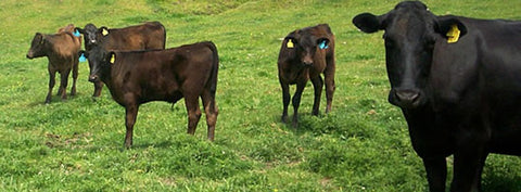 Wagyu Cattle from Brant Lake Wagyu