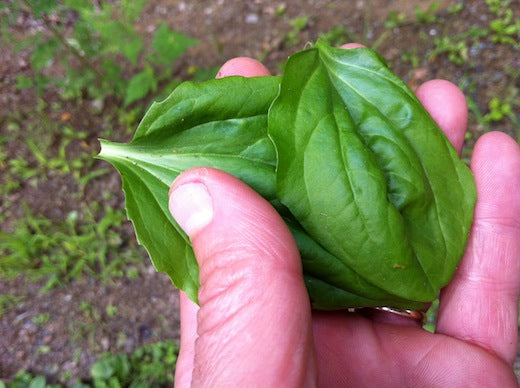 Survival Weed - Plantain