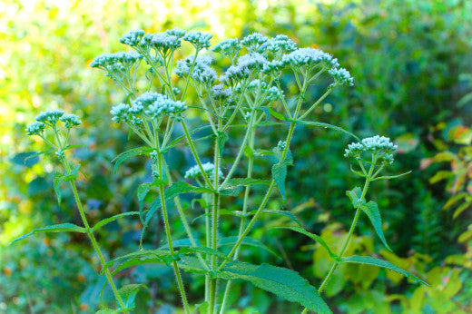 Boneset