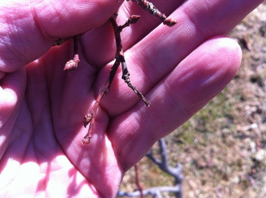 Blueberry Pruning