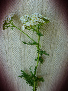 Yarrow