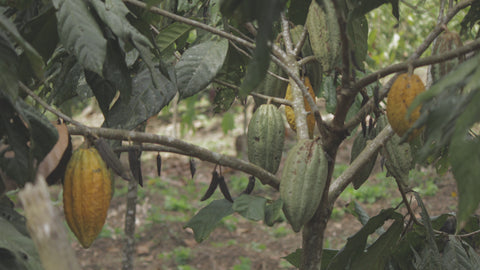 árbol cacao perú