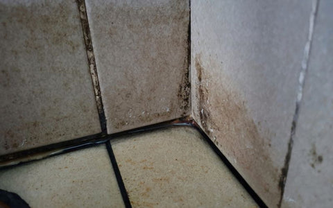 mold growth