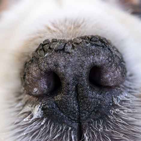 Dog's  with a thick crusty build up on their nose would benefit from a natural nose balm.