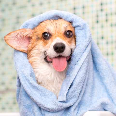 Dog wrapped in a towel after using a dog shampoo bar